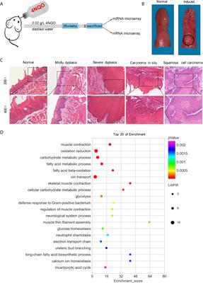 Identification and Confirmation of the miR-30 Family as a Potential Central Player in Tobacco-Related Head and Neck Squamous Cell Carcinoma